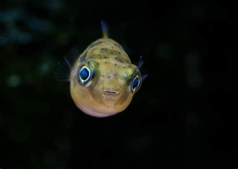 pea puffer fish